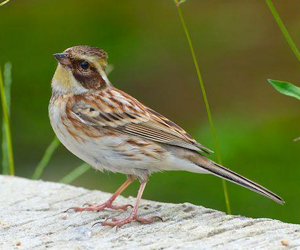 Хөмрөг (Тавт хөмрөг)